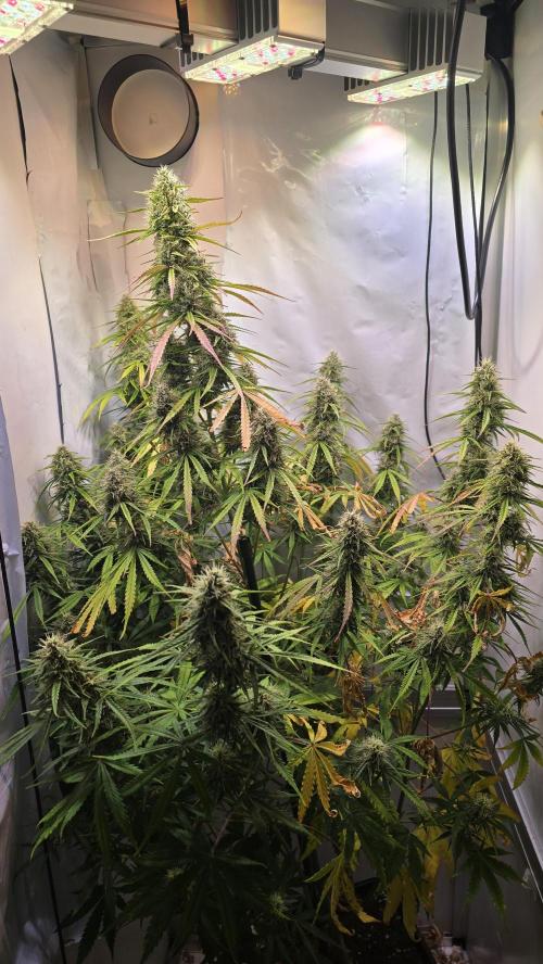Violett Face Auto. Week 9