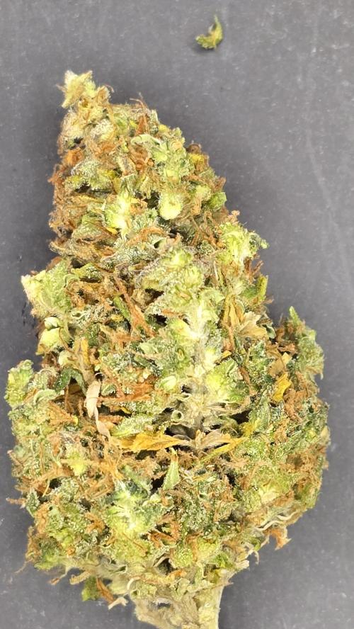 AutoflowerWorldCupBeingThereIsEverything. Week 15
