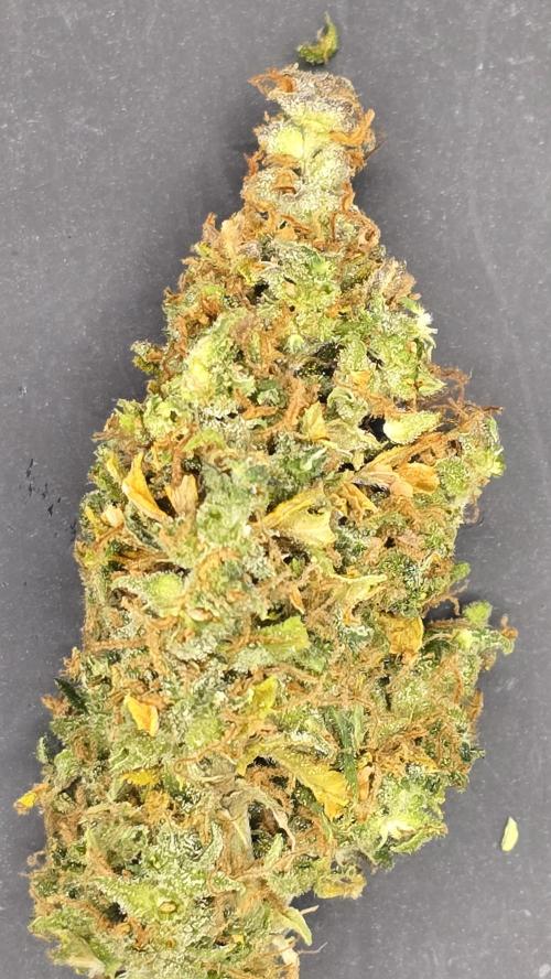 AutoflowerWorldCupBeingThereIsEverything. Week 15