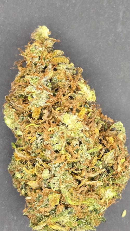 AutoflowerWorldCupBeingThereIsEverything. Week 15