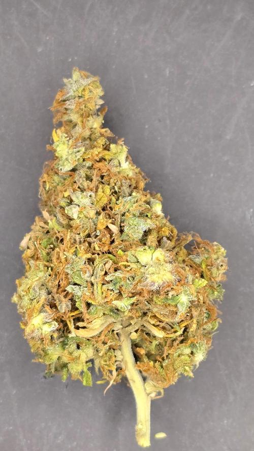 AutoflowerWorldCupBeingThereIsEverything. Week 15