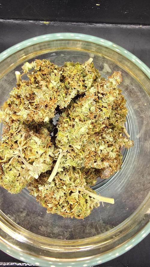 AutoflowerWorldCupBeingThereIsEverything. Week 15