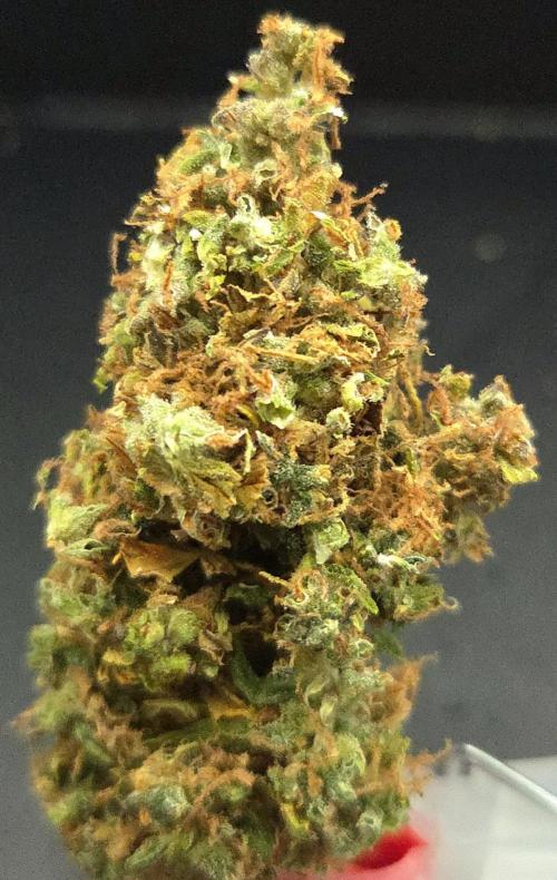 AutoflowerWorldCupBeingThereIsEverything. Week 15