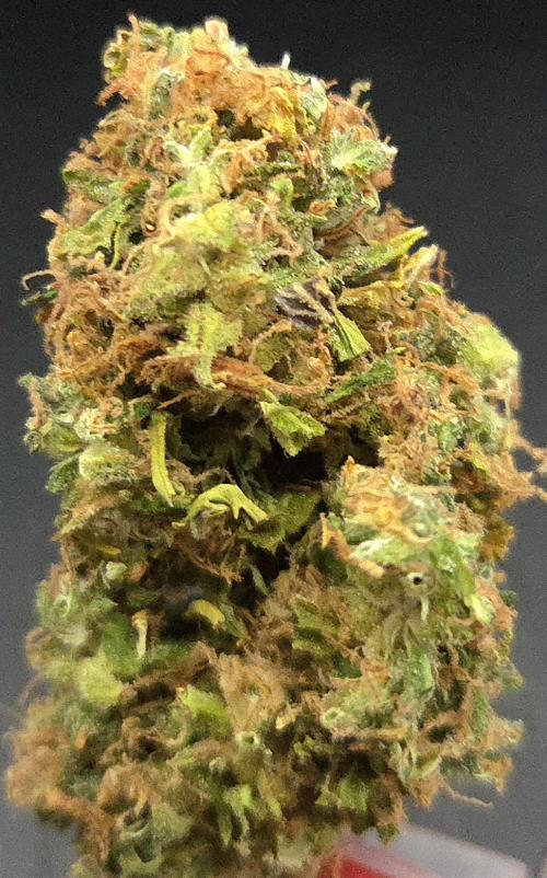 AutoflowerWorldCupBeingThereIsEverything. Week 15