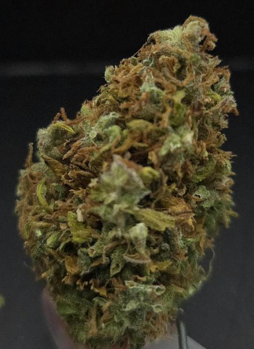 AutoflowerWorldCupBeingThereIsEverything. Week 15