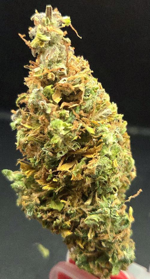 AutoflowerWorldCupBeingThereIsEverything. Week 15