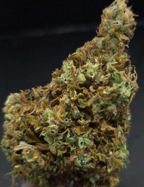 AutoflowerWorldCupBeingThereIsEverything. Week 15
