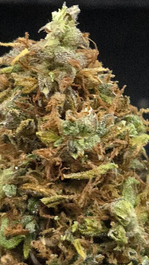 AutoflowerWorldCupBeingThereIsEverything. Week 15