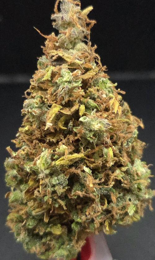 AutoflowerWorldCupBeingThereIsEverything. Week 15