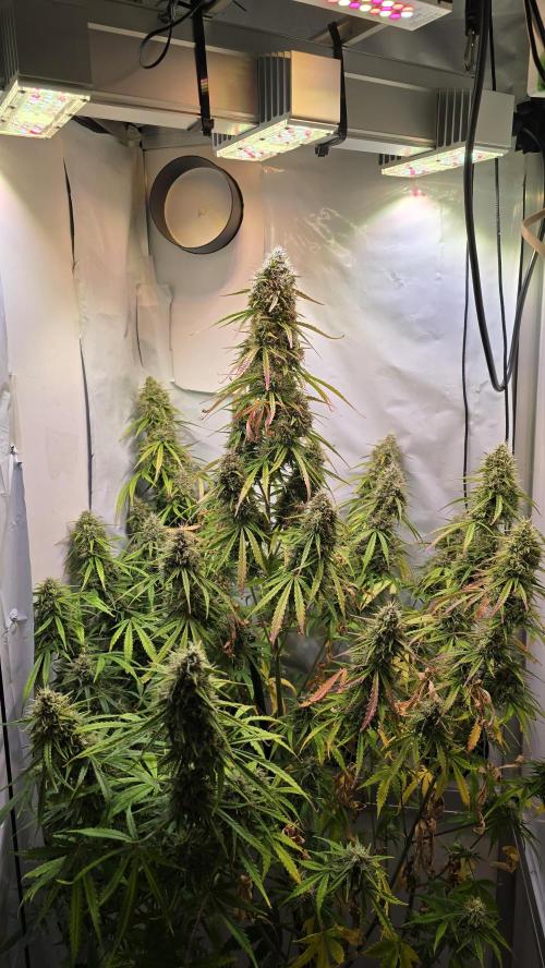 Violett Face Auto. Week 10