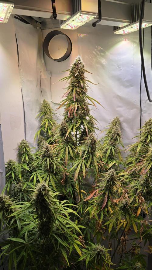 Violett Face Auto. Week 10