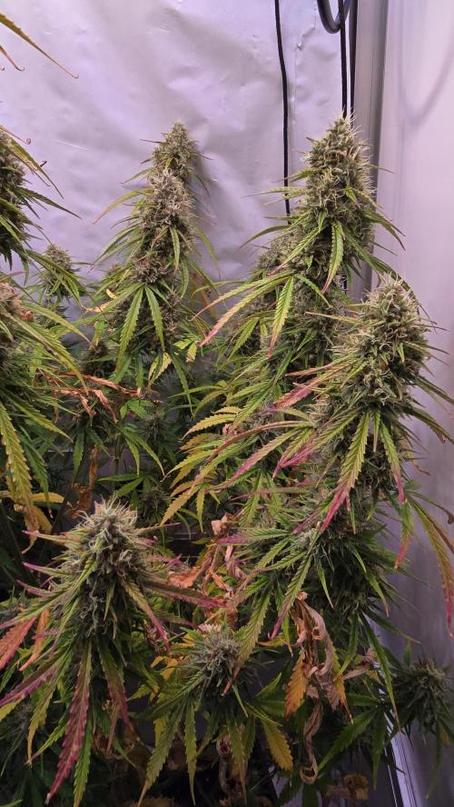 Violett Face Auto. Week 10