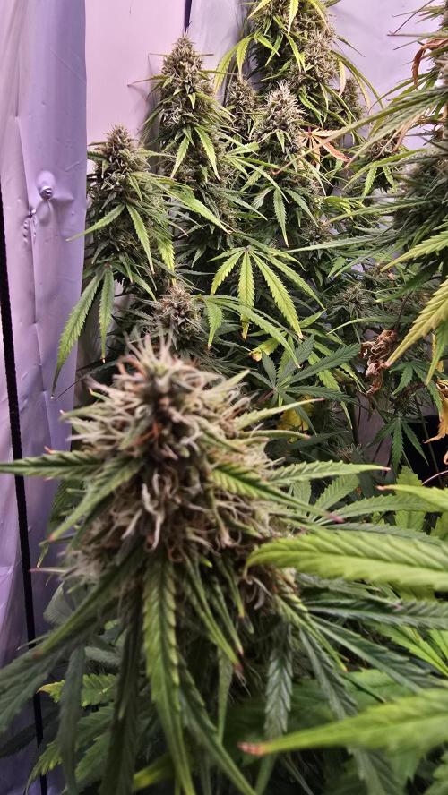 Violett Face Auto. Week 10