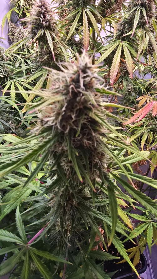 Violett Face Auto. Week 10
