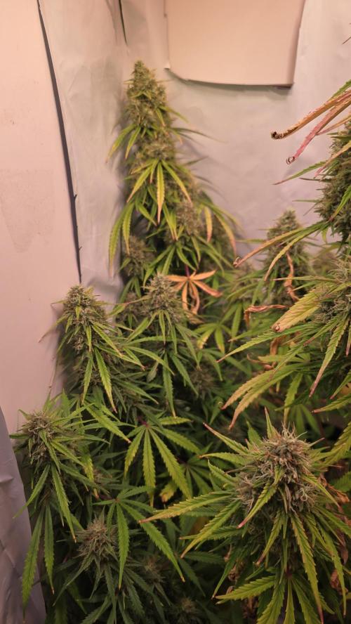 Violett Face Auto. Week 10
