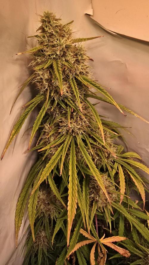 Violett Face Auto. Week 10