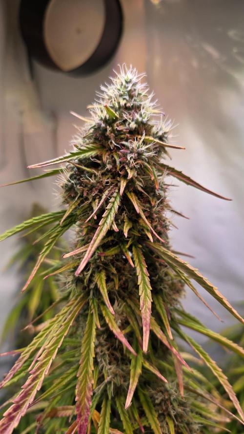 Violett Face Auto. Week 10