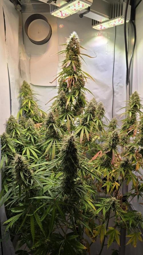 Violett Face Auto. Week 10