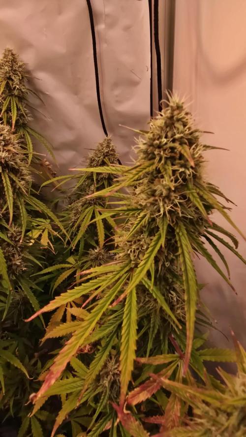 Violet Face Auto. Week 10