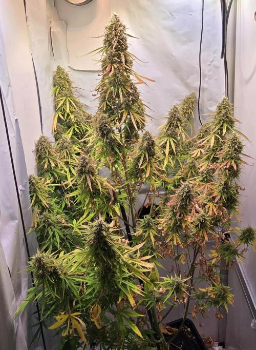 Violett Face Auto. Week 11