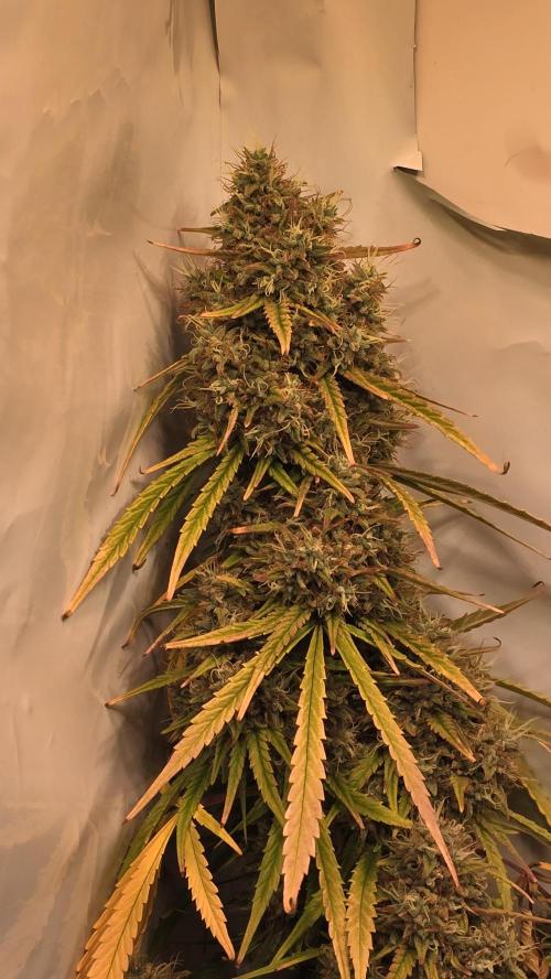 Violett Face Auto. Week 11