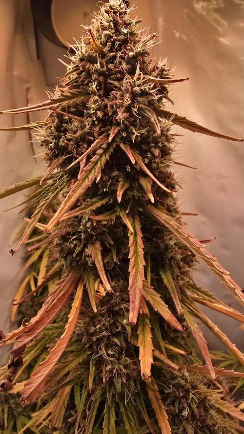 Violett Face Auto. Week 11