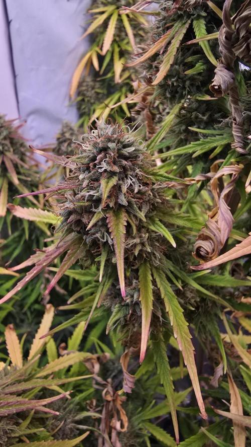 Violett Face Auto. Week 11
