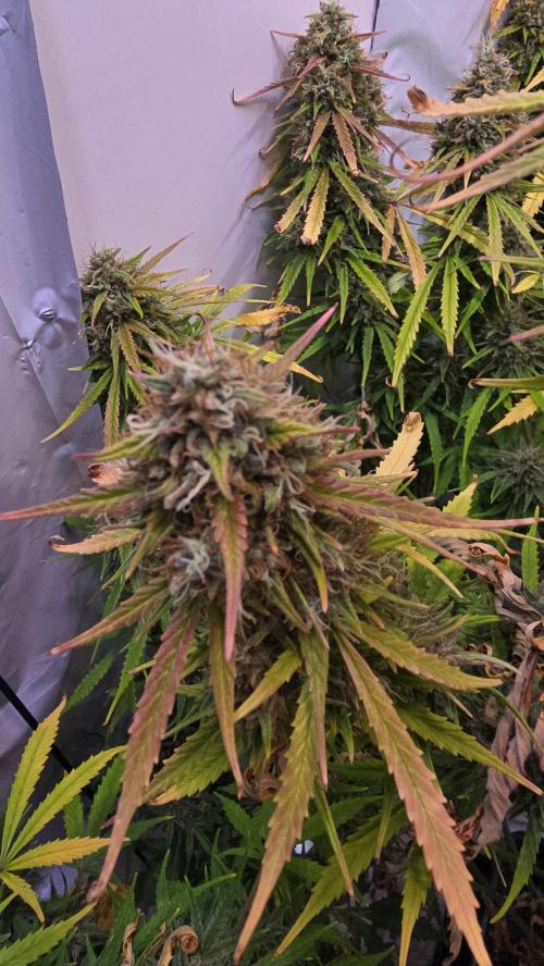 Violett Face Auto. Week 11