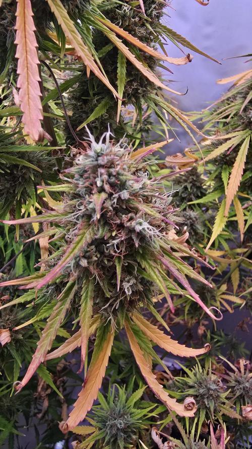 Violett Face Auto. Week 11