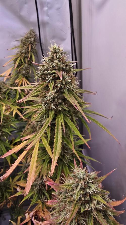 Violett Face Auto. Week 11