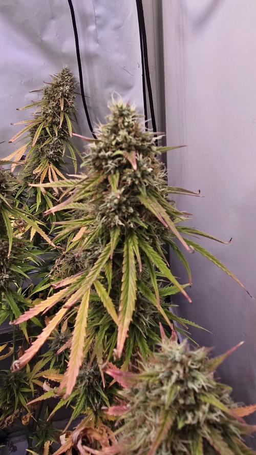 Violett Face Auto. Week 11