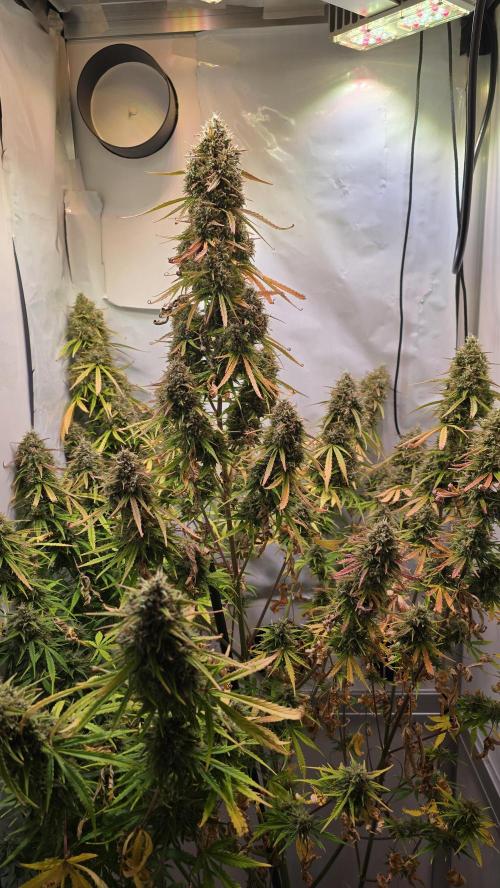 Violet Face Auto. Week 11