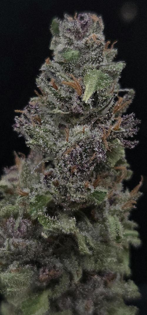 Strawberry Cola Sherbet. Week 15