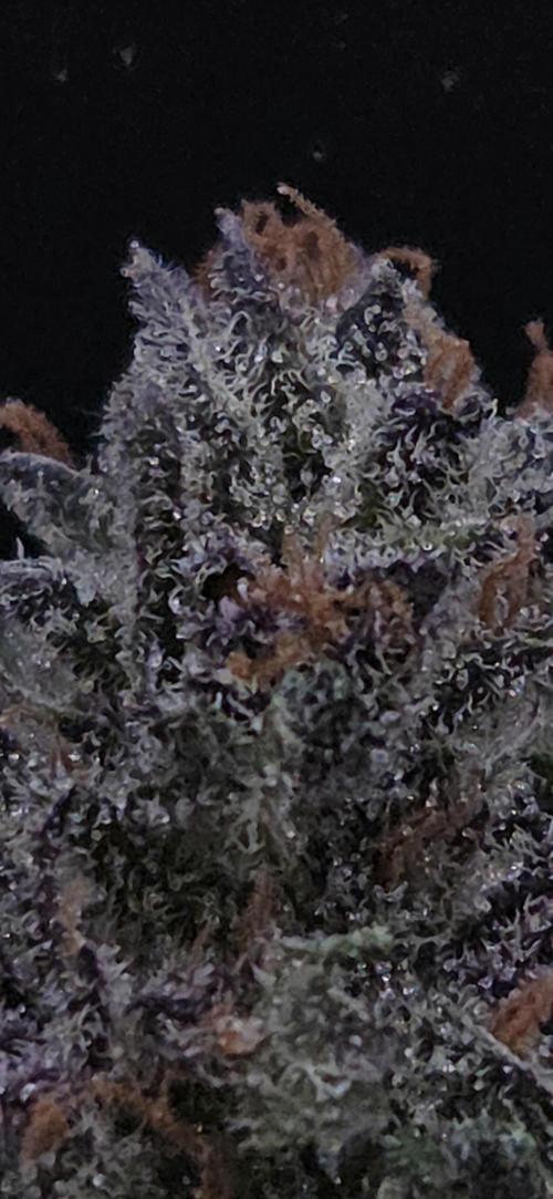 Strawberry Cola Sherbet. Week 15