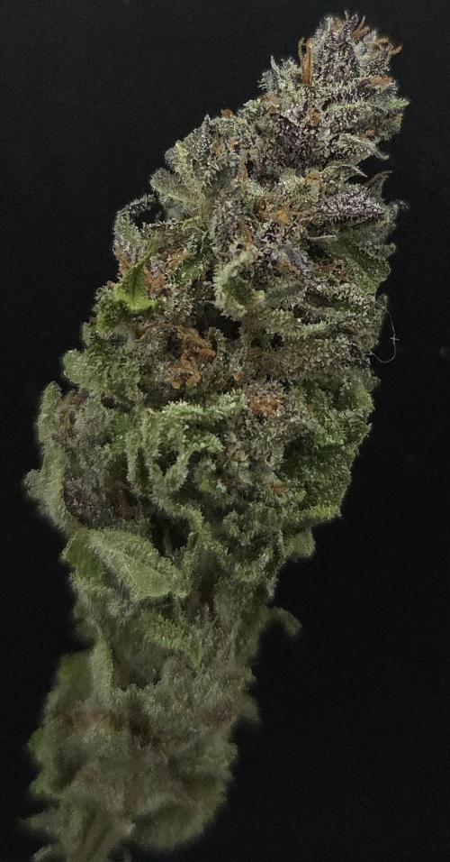 Strawberry Cola Sherbet. Week 15