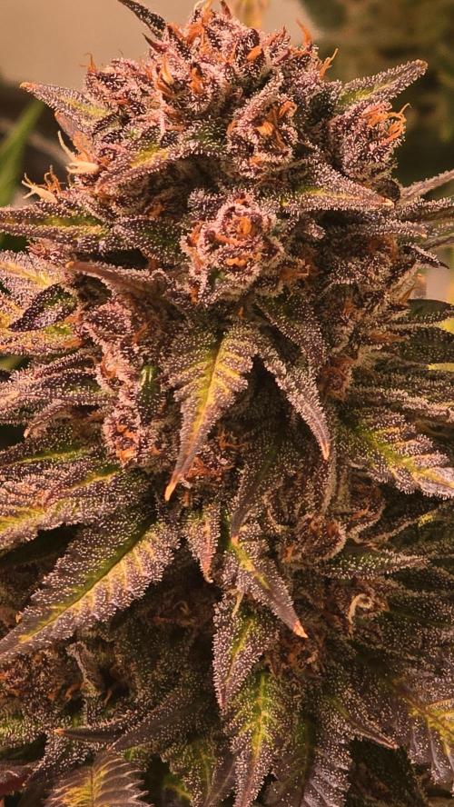 Strawberry Cola Sherbet. Week 15