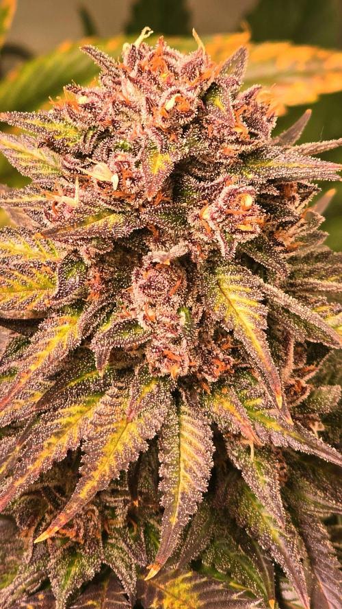 Strawberry Cola Sherbet. Week 15