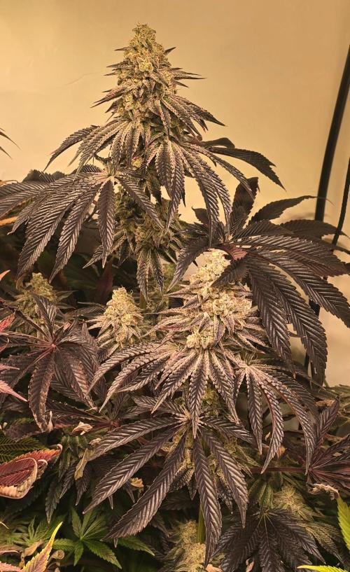 F.U.H. Week 16