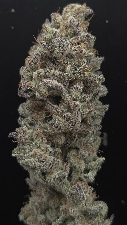 F.U.H. Week 16