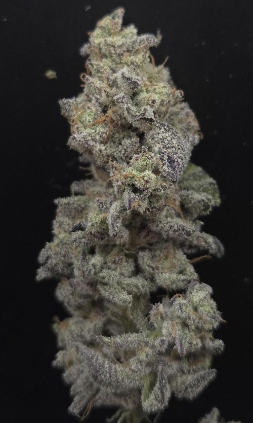 F.U.H. Week 16
