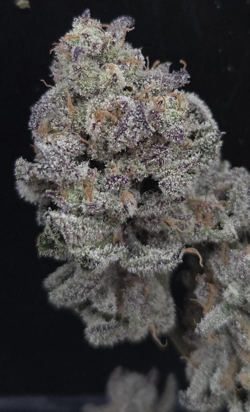 F.U.H. Week 16