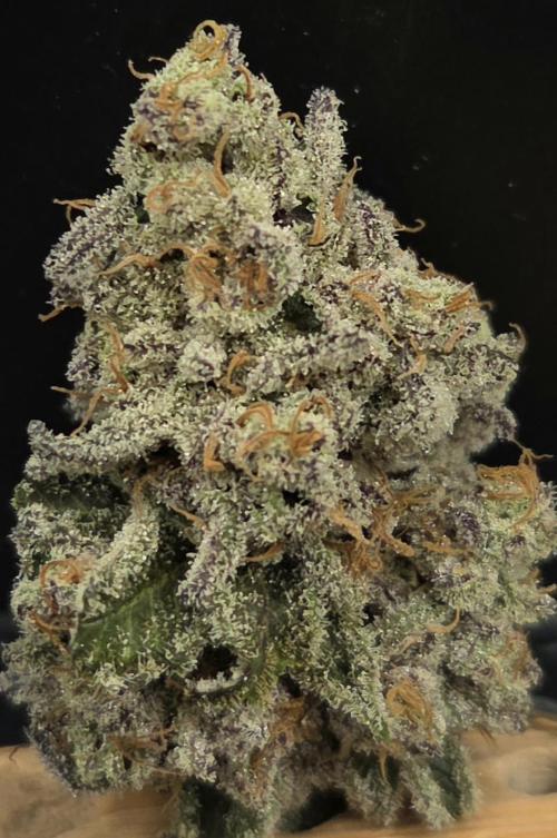 F.U.H. Week 16