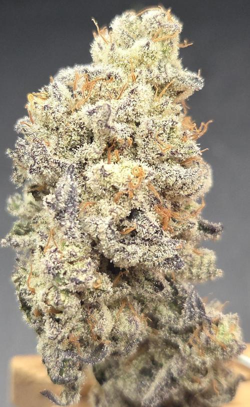 F.U.H. Week 16