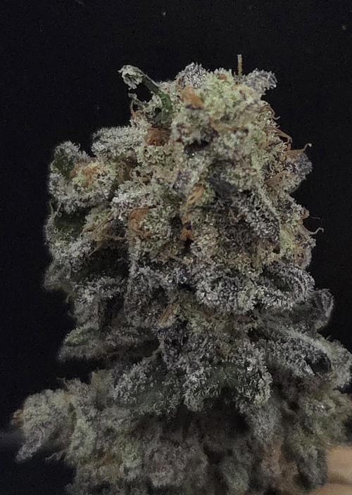 F.U.H. Week 16