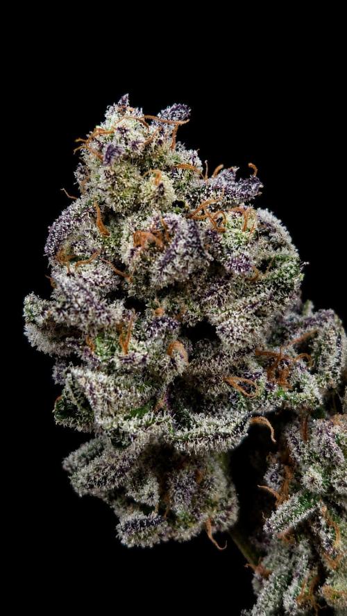 F.U.H. Week 16