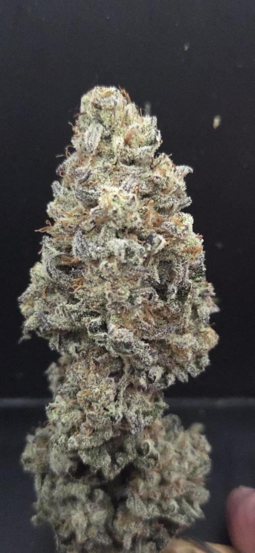 F.U.H. Week 16