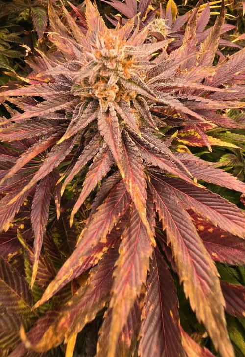 Mimosa Cherry Kush. Week 16