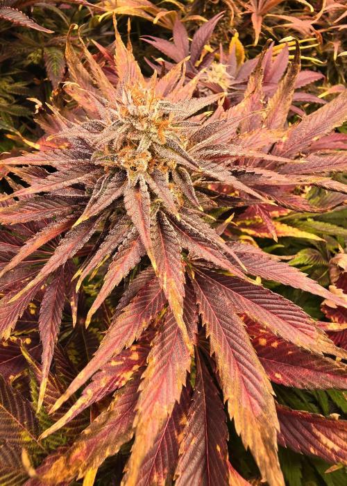 Mimosa Cherry Kush. Week 16