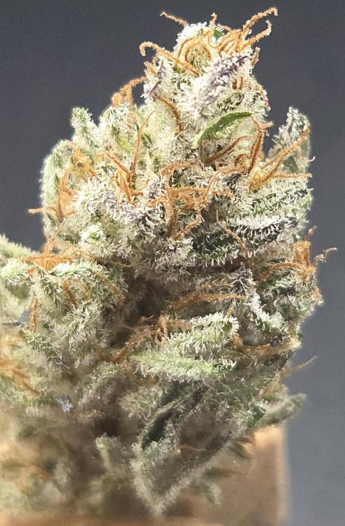 Mimosa Cherry Kush. Week 16