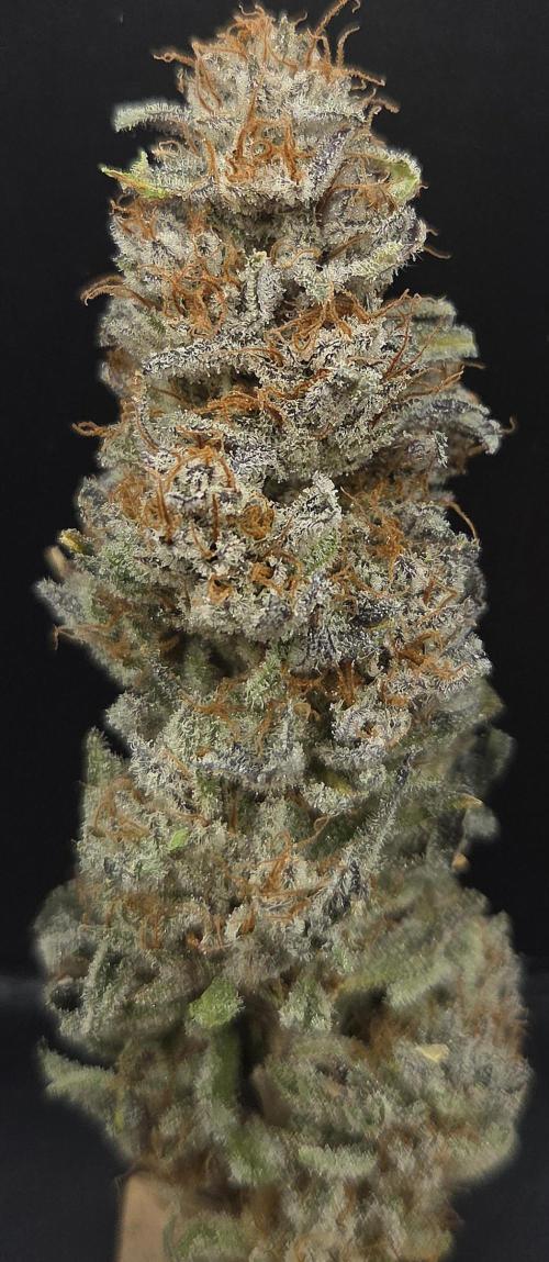 Mimosa Cherry Kush. Week 16